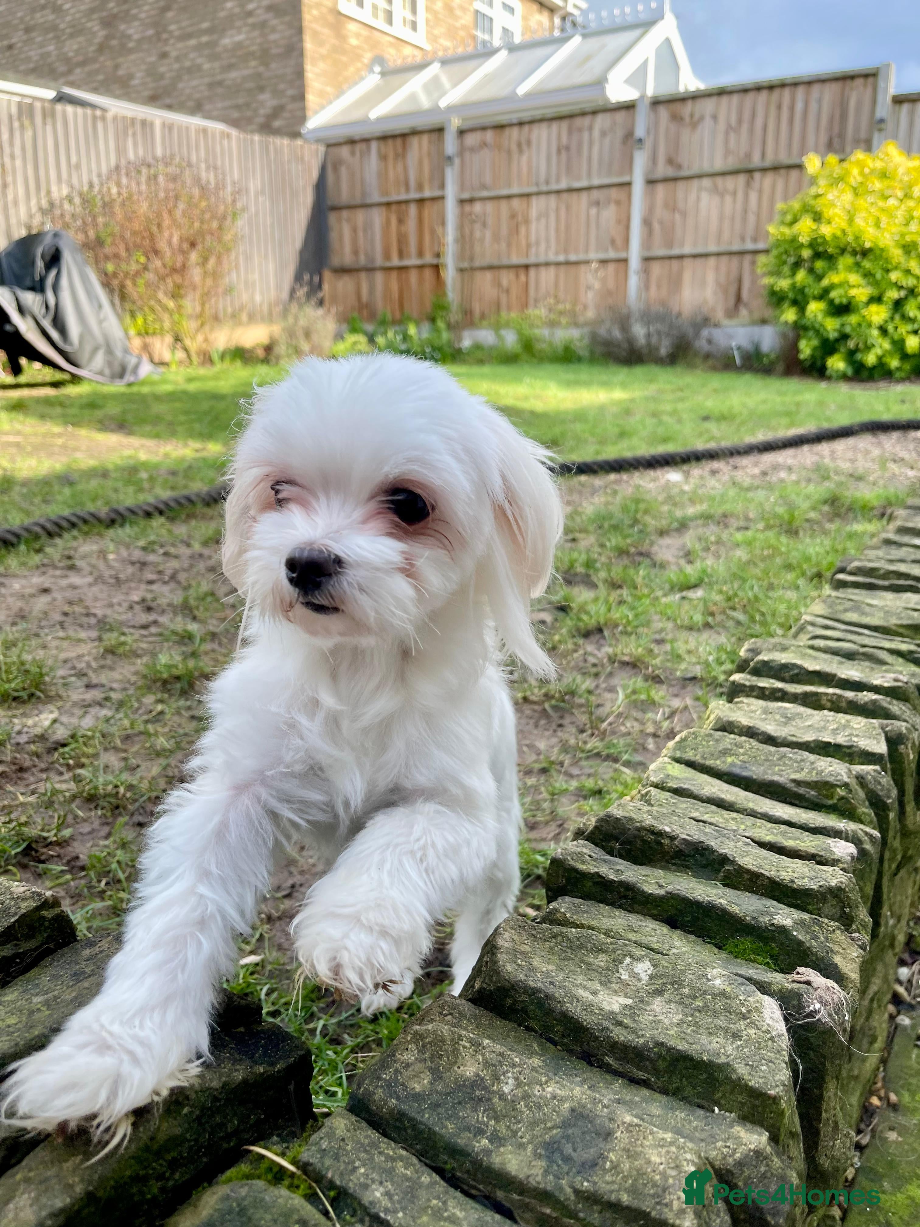 Maltese dogs Loving Home Wanted for Sweet Maltese Girl - Advert 1