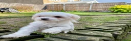 Maltese dogs for sale: Loving Home Wanted for Sweet Maltese Girl - Advert 1