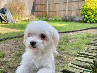Maltese dogs Loving Home Wanted for Sweet Maltese Girl - Advert 1