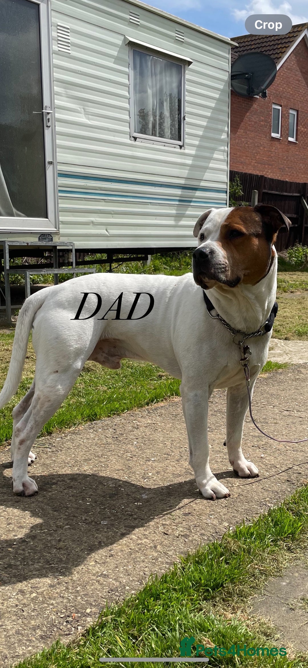 Mixed Breed dogs for sale: American Bulldog x Staffordshire Terrier puppies - Advert 2