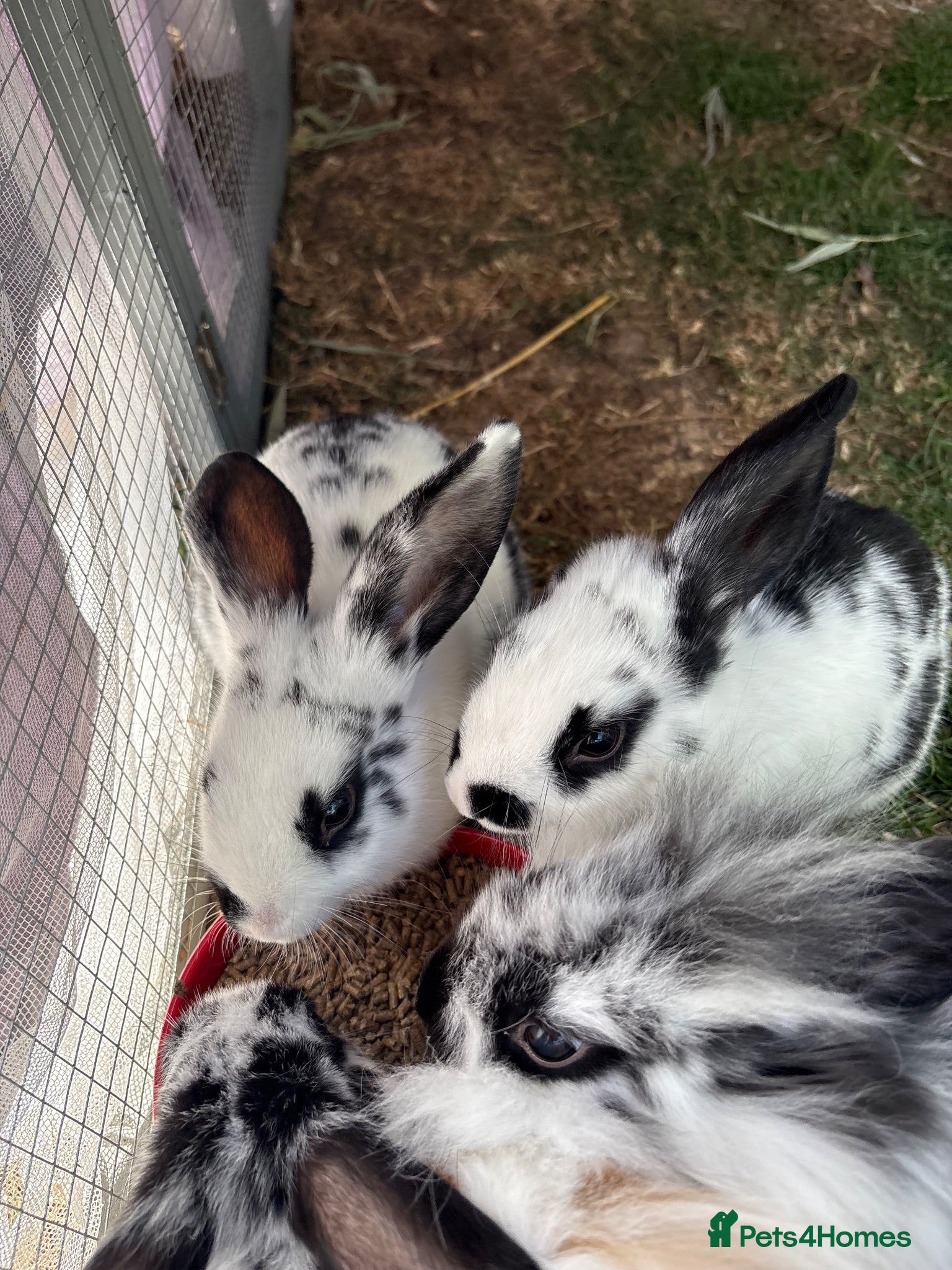 Mini Lop rabbits Baby mini lop rabbits - Advert 14