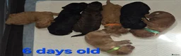 Mixed Breed dogs for sale: Double doodle puppies - Advert 6