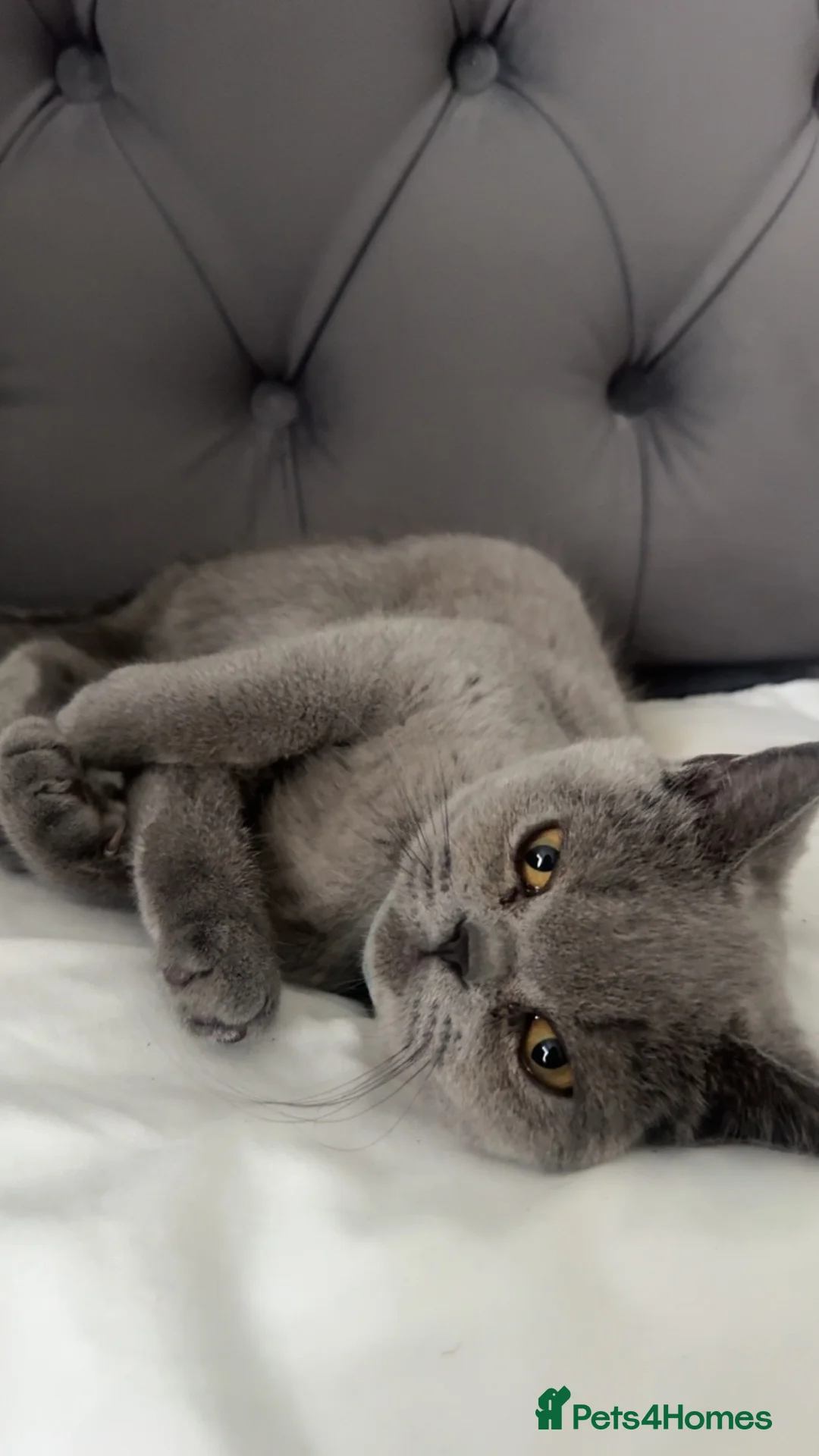 British Shorthair cats for sale: British Shorthair Kitten  in Derby - Advert 6