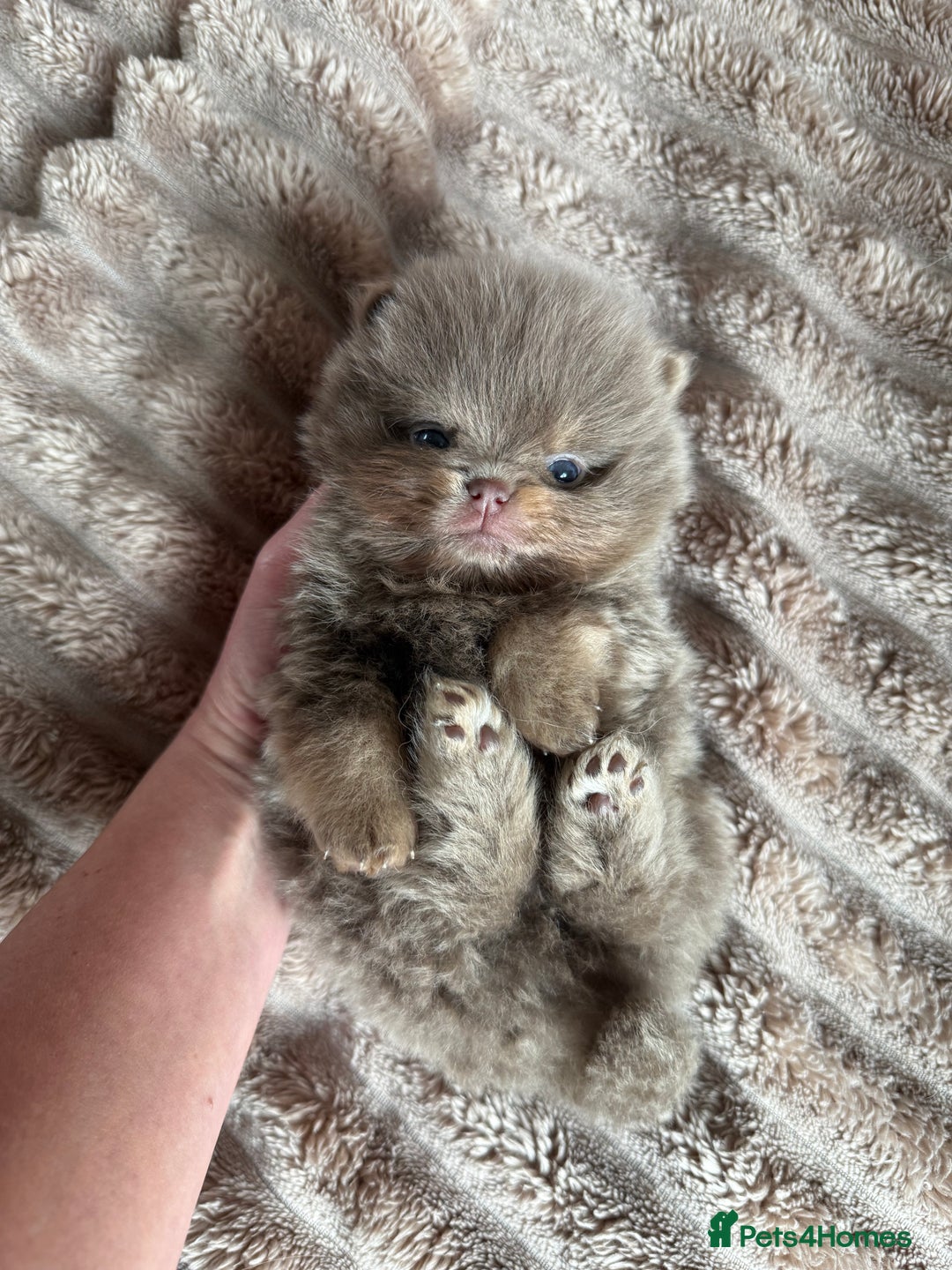Pomeranian dogs for stud: Lilac and orange tan teddy Bear🪻🍊 - Advert 11