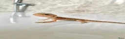 Bearded Dragon reptiles for sale: Baby dragons 1 month old  - Advert 3