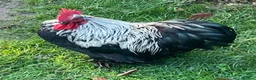 Chickens poultry for sale: Pekin Bantam Cockerel  in Eye - Advert 1