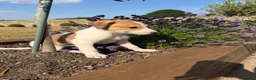 Lurcher dogs for sale: Wheeton Greyhound Puppies  - Advert 5