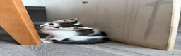 Mixed Breed cats for sale: Kittens Looking for a Loving Home  - Advert 10