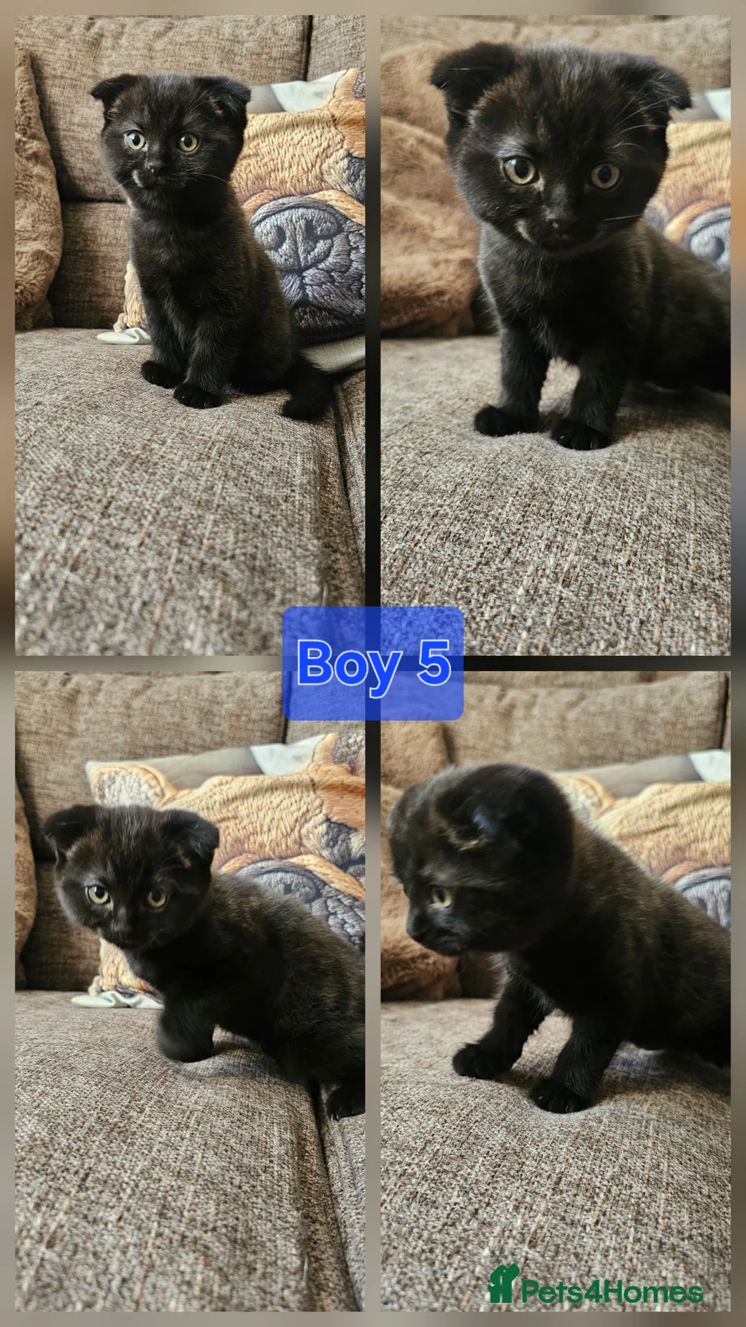 Mixed Breed cats for sale: Bengal cross Scottish fold kittens in Camelford - Advert 9