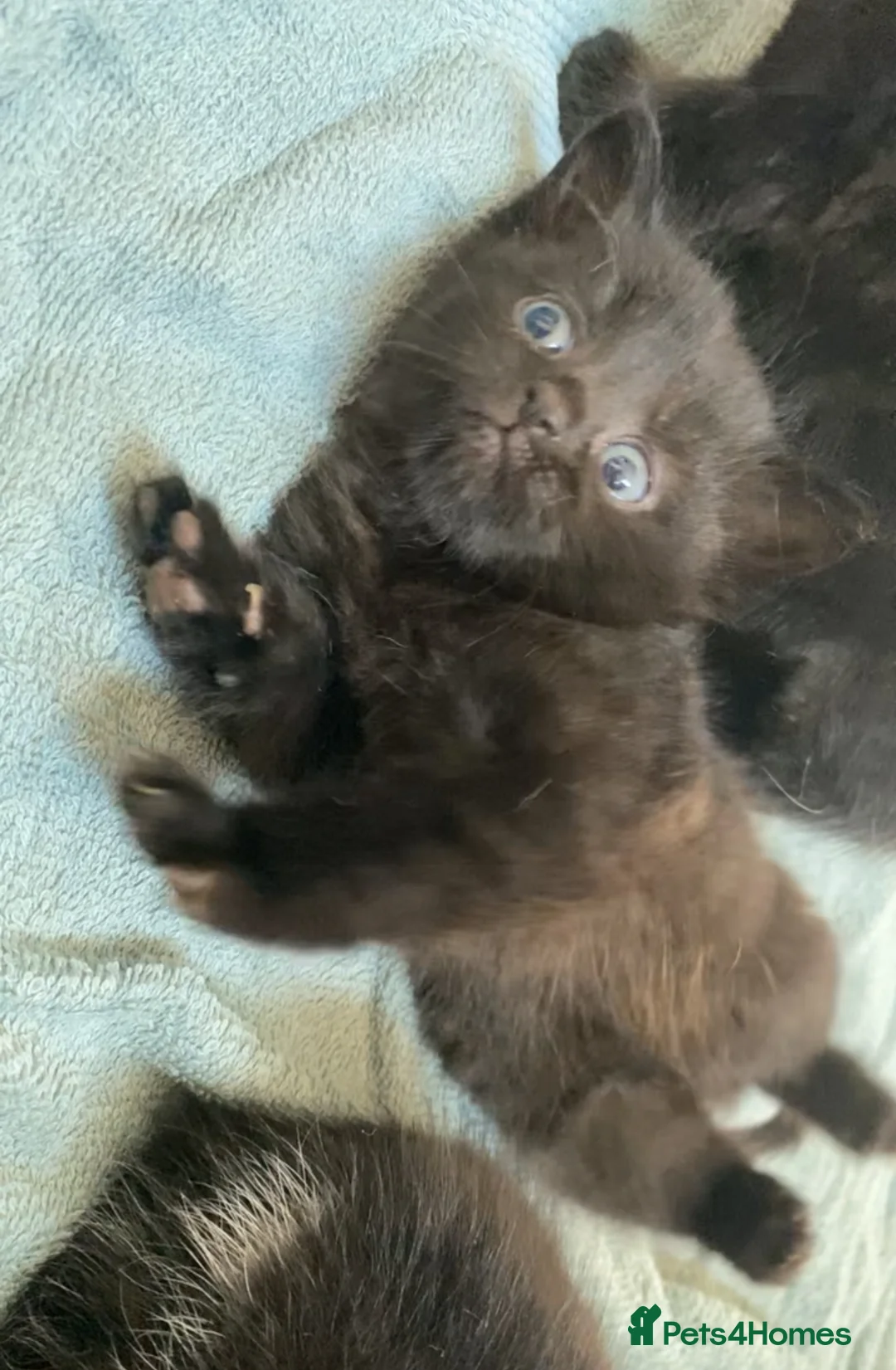 Mixed Breed cats for sale: KITTENS LOOKING FOR THEIR FOREVER HOME - Advert 1