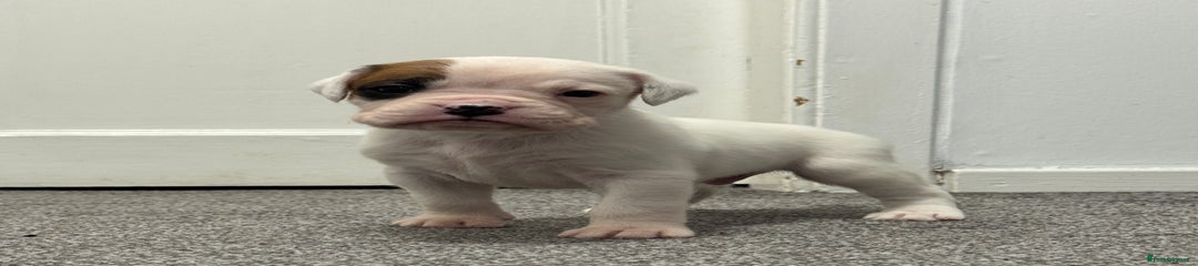 Puppy 2