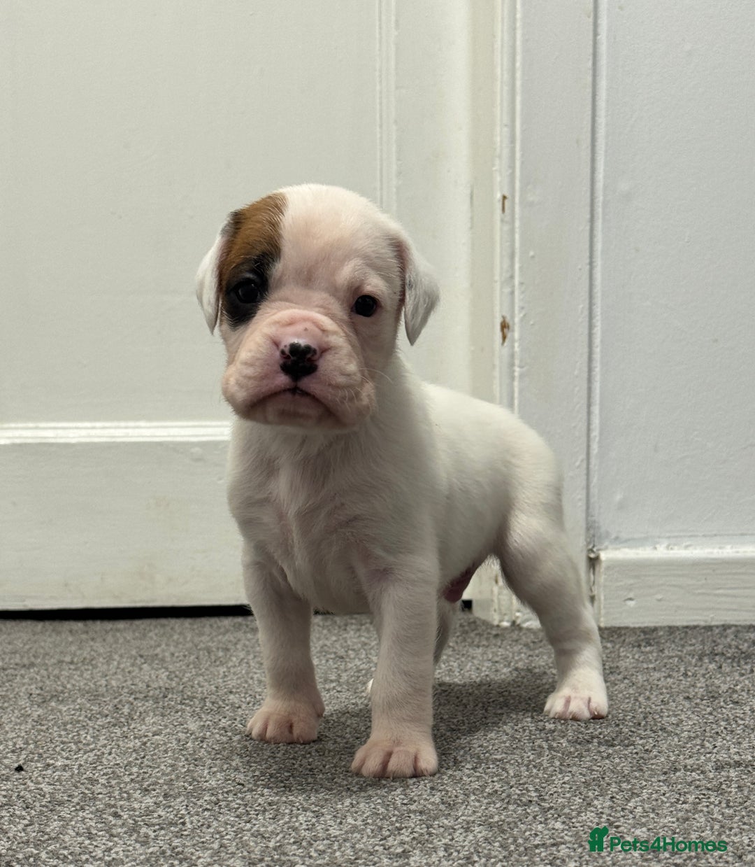 Boxer dogs for sale: KC Registered Boxer Puppies - Image 9