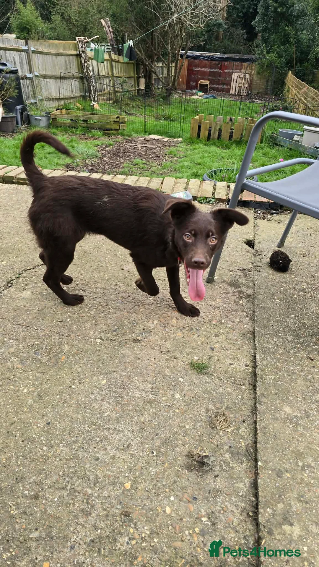 Mixed Breed dogs for adoption: Chocolate Chip for adoption in Hastings - Advert 4