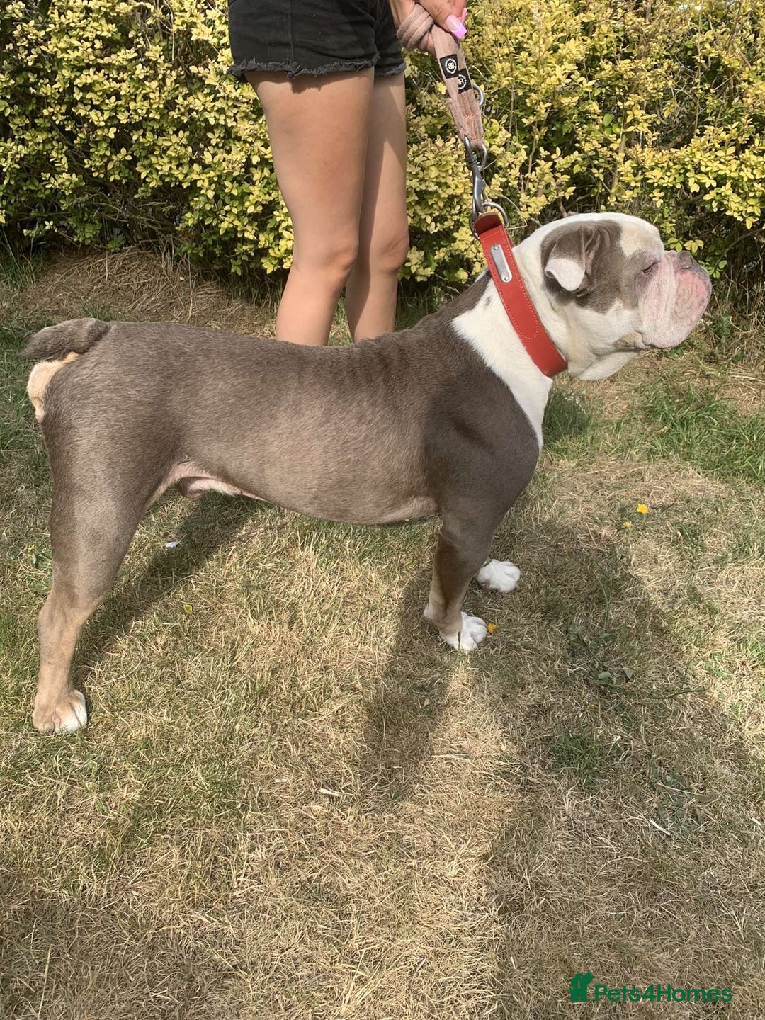 English Bulldog dogs for sale: English bulldog  - Advert 6