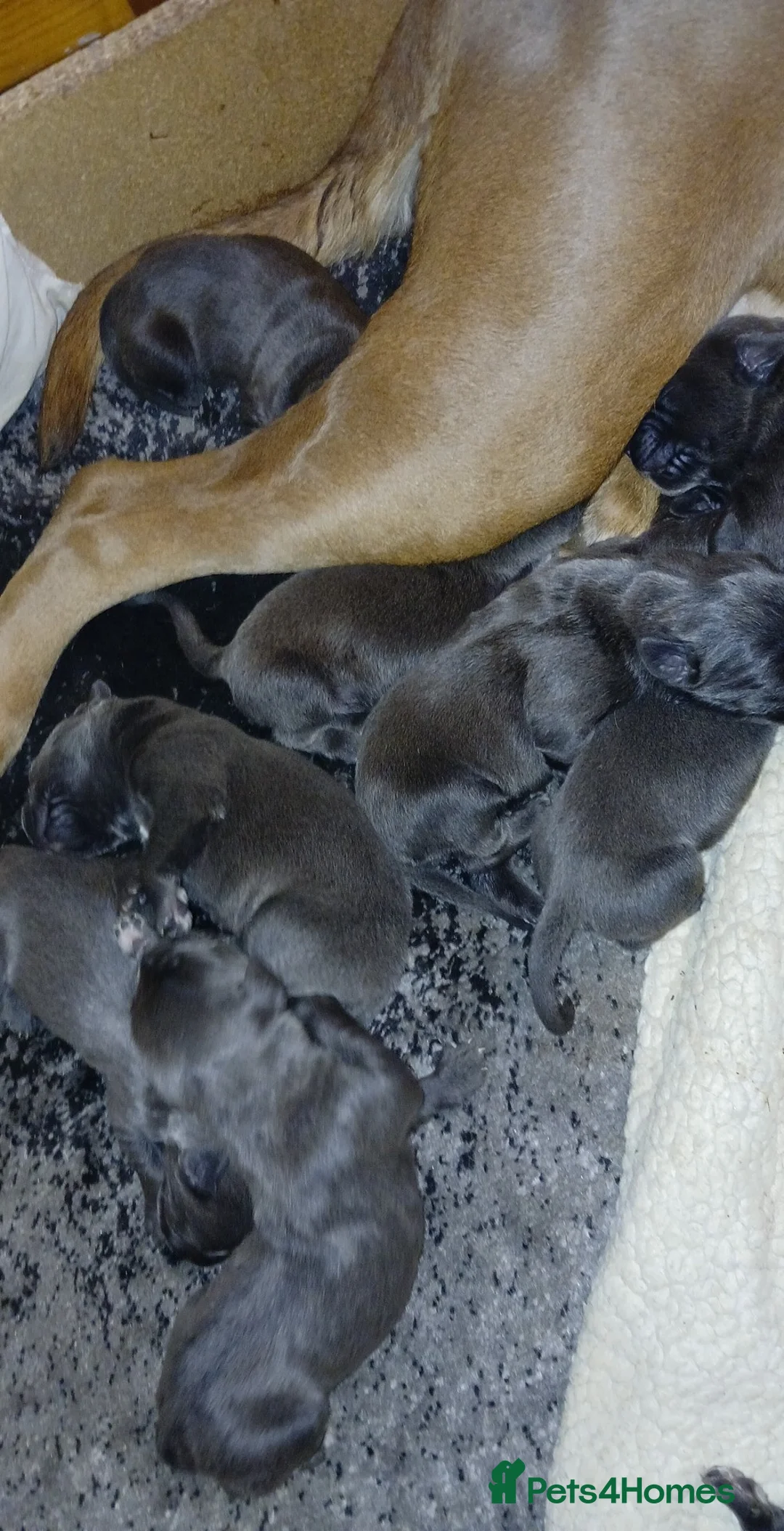 Cane Corso dogs for sale: Pure bred blue cane corso puppies for sale  - Advert 20