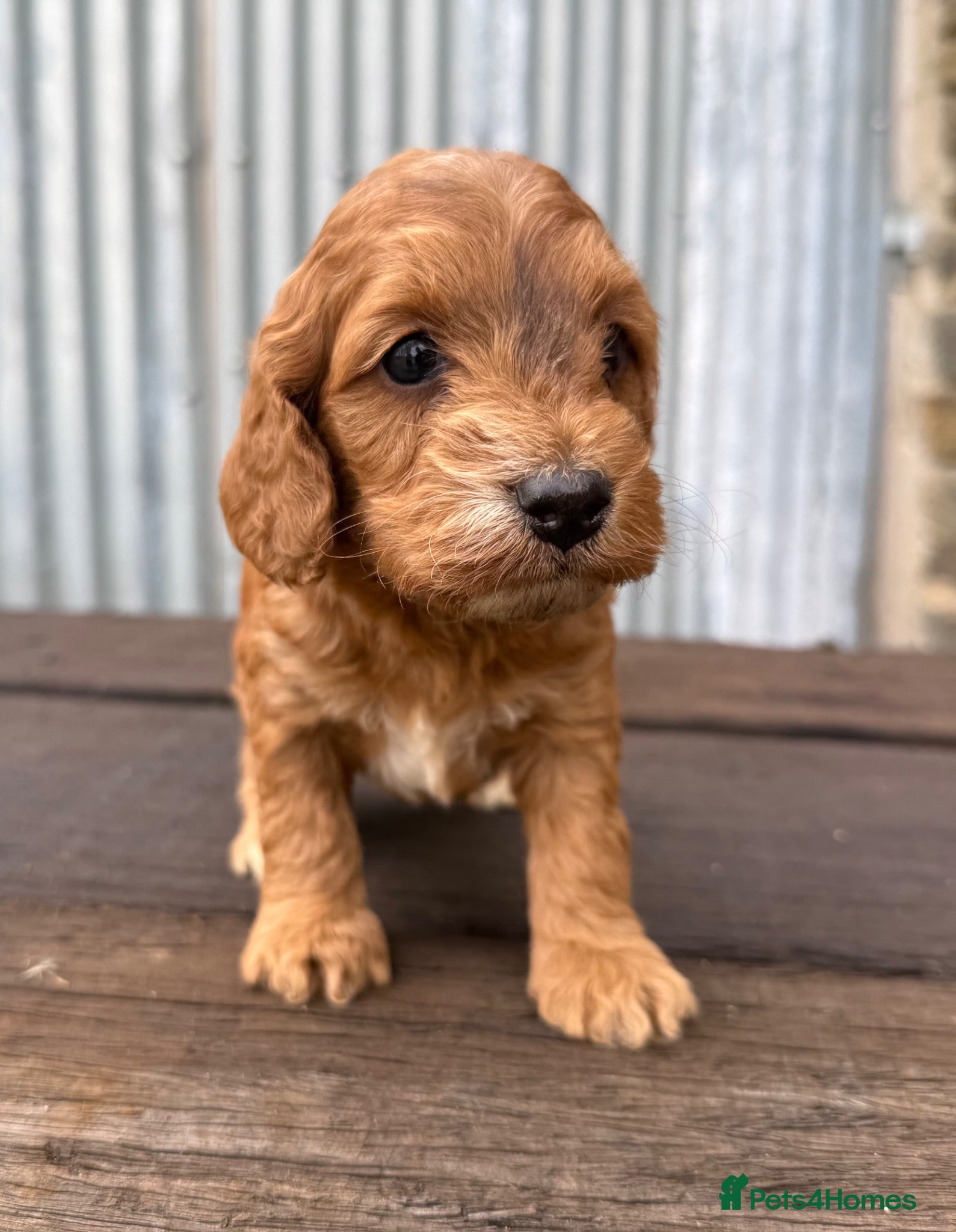 Cockapoo dogs DNA CLEAR Dark Fox red F1 toy / show cocker - Advert 2