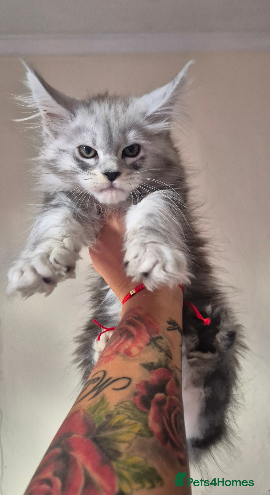 Maine Coon cats for sale: Registered maine coon kittens  - Image 12
