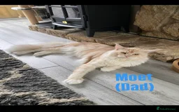 Maine Coon cats for sale: Affectionate Pure Breed Mainecoon Kittens - Image 27