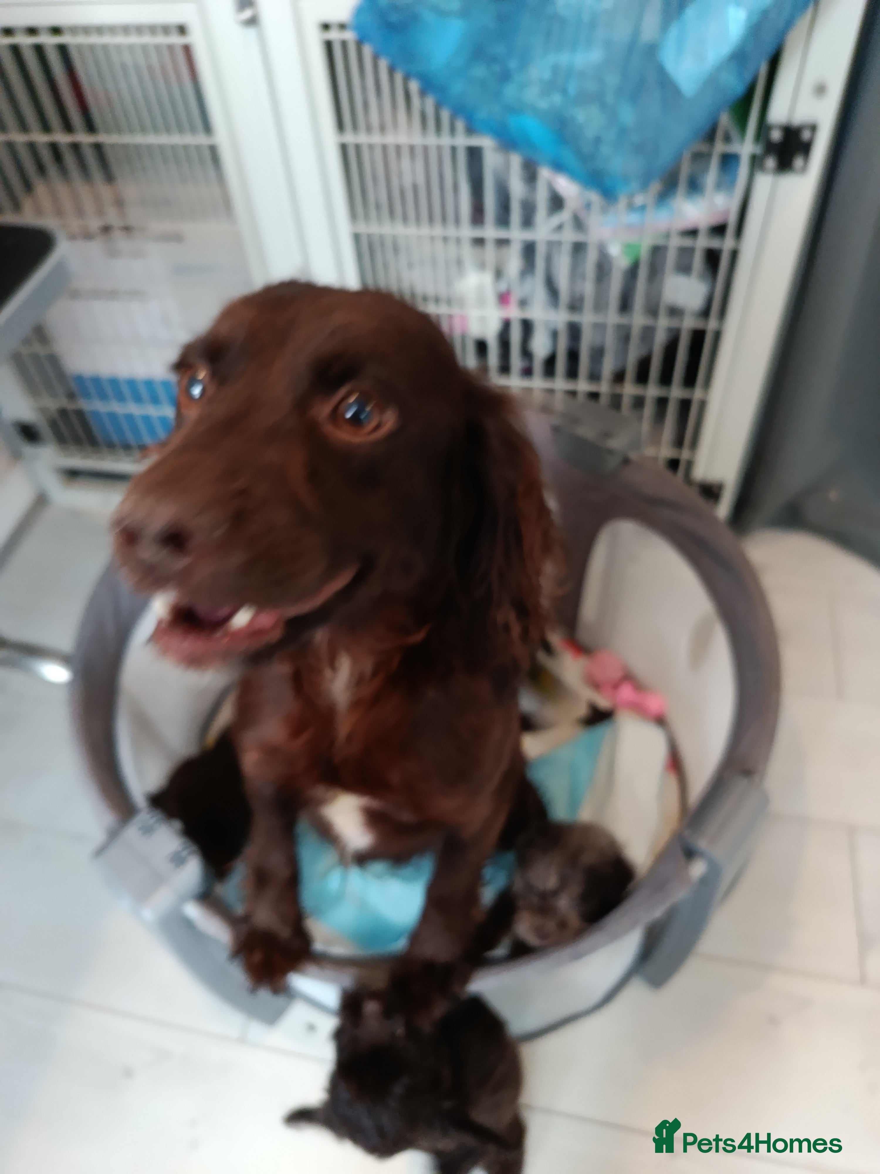 Cockapoo dogs F1 COCKERPOOS HEALTH TESTED PARENTS  - Advert 2