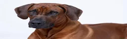 Rhodesian Ridgeback dogs for sale: Rhodesian Ridgeback  in Sale - Advert 8