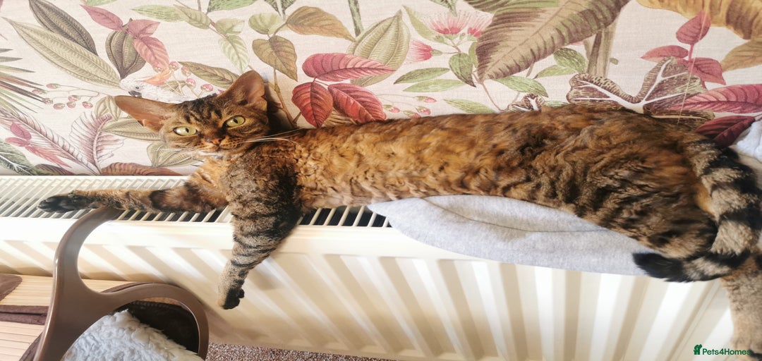 Gallery Image {{count}}