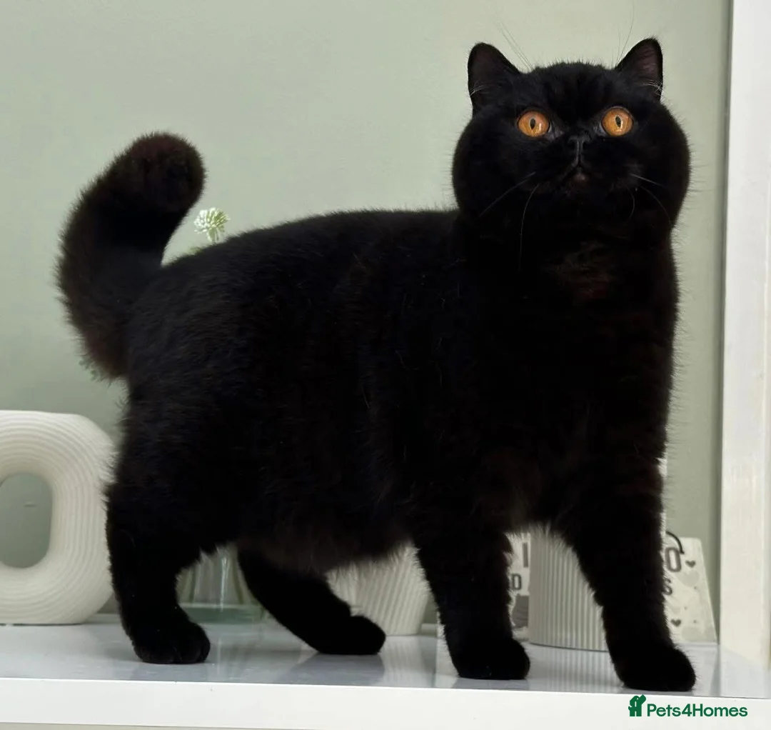 British Shorthair cats for sale: Beautiful Black Female - Advert 2