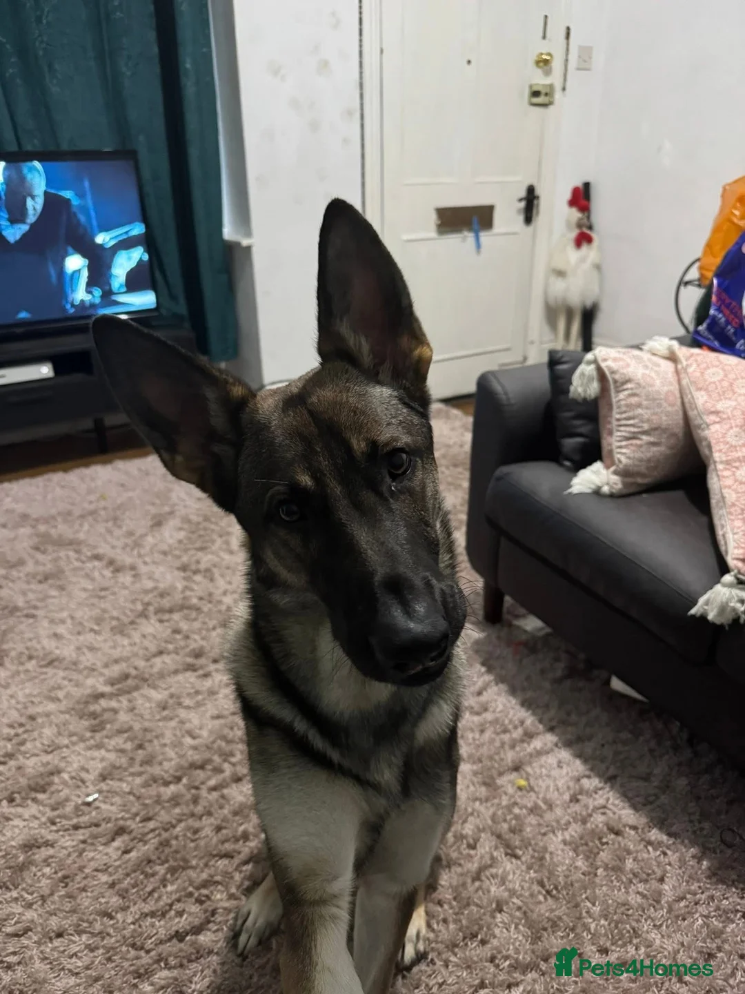 Belgian Shepherd Dog dogs for sale: Selling my beautiful jax  in Redditch - Advert 1