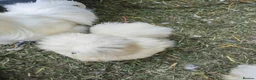 Chickens poultry for sale: USA silkie chicks/ hatching eggs CPQ quails - Advert 2