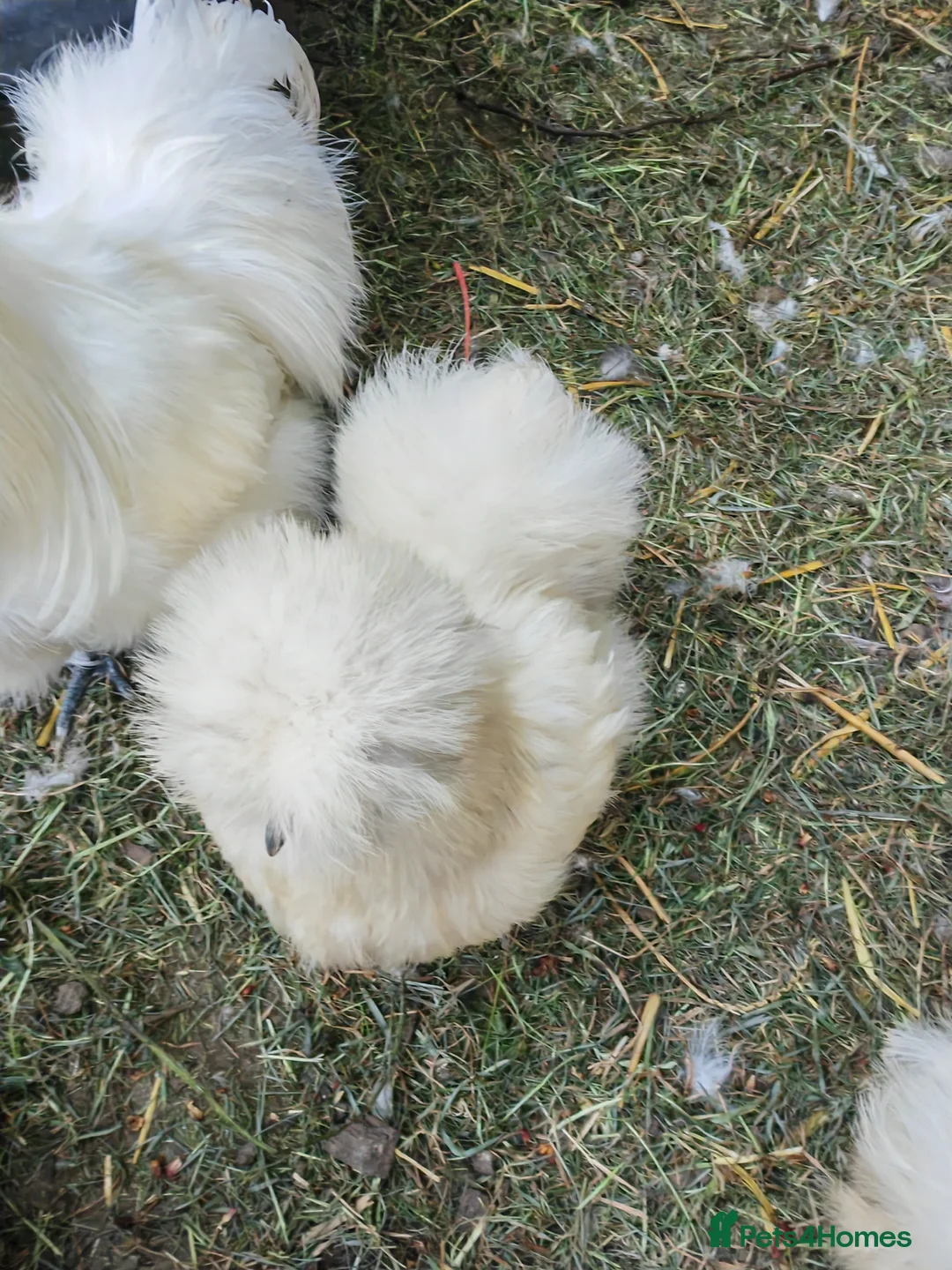 Chickens poultry for sale: USA silkie chicks/ hatching eggs CPQ quails - Advert 2