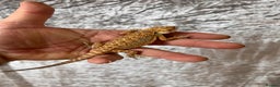 Bearded Dragon reptiles for sale: Hypo Yellow Blue Bar Bearded Dragons - Advert 8
