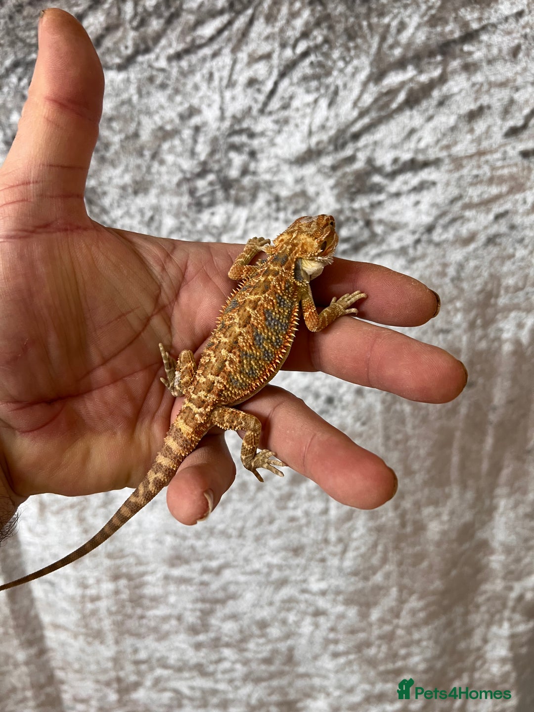 Bearded Dragon reptiles for sale: Hypo Yellow Blue Bar Bearded Dragons - Advert 8