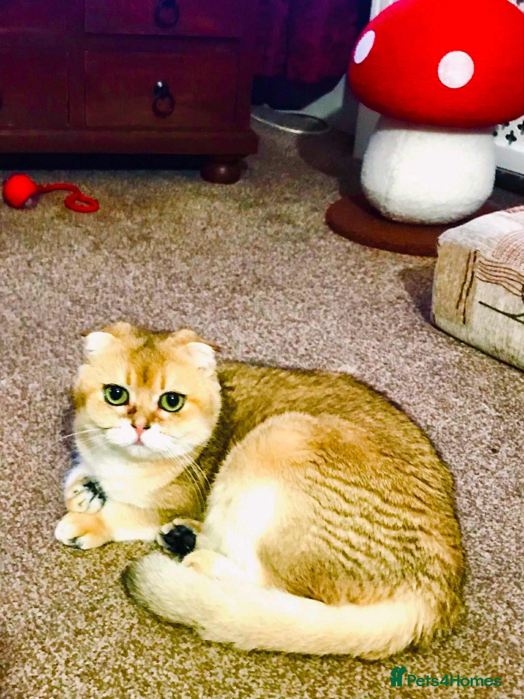 Scottish Fold cats for sale: 3 Scottish Fold Kittens for sale - Advert 2