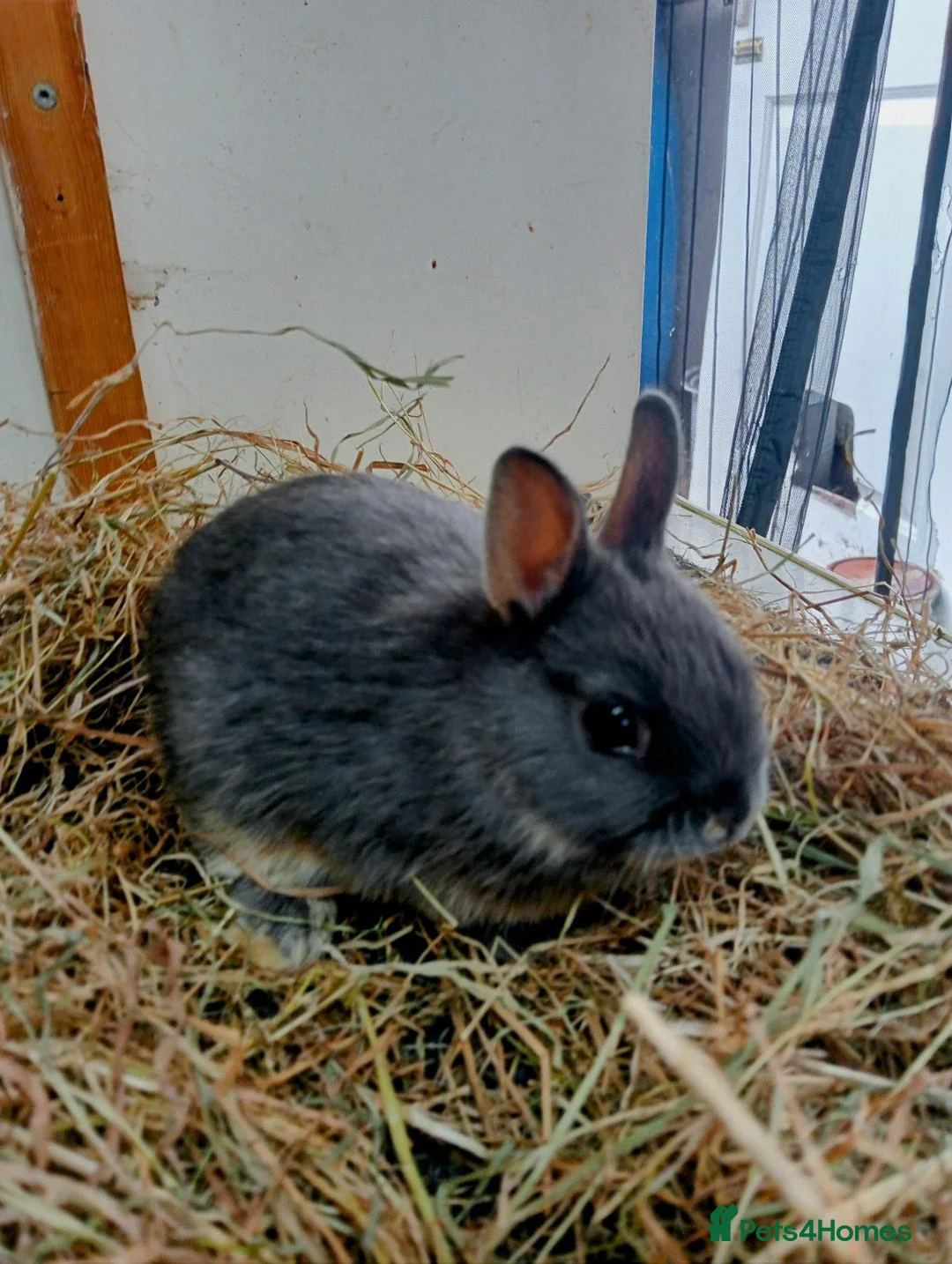 Netherland Dwarf rabbits for sale: netherland dwarf baby rabbits - Advert 5