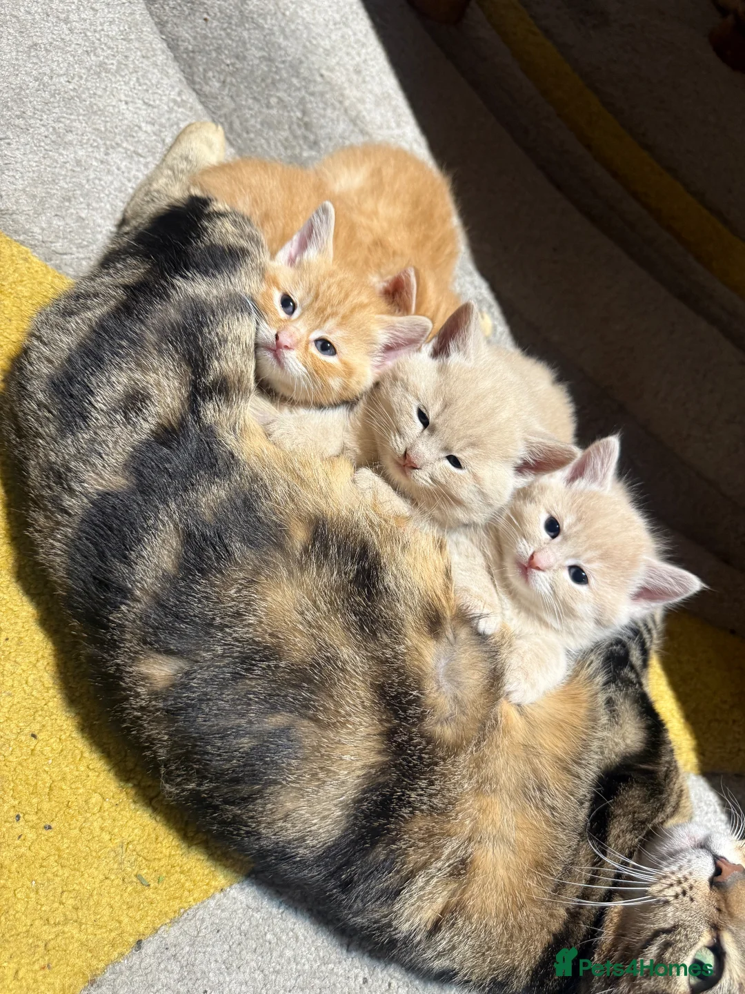 Mixed Breed cats for sale: Four Stunning Kittens Blonde & Gingers - Advert 1