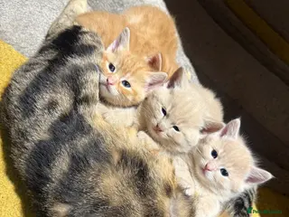 Mixed Breed cats Four Stunning Kittens Blonde & Gingers - Advert 1