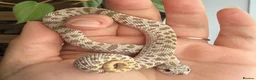 Snake reptiles for sale: Western Hognose Hatchlings - Advert 3