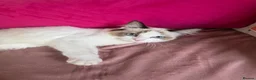 Ragdoll cats for sale: GCCF Registered Active Female - Advert 11