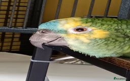 Parrots birds for sale: Jessie - Image 3
