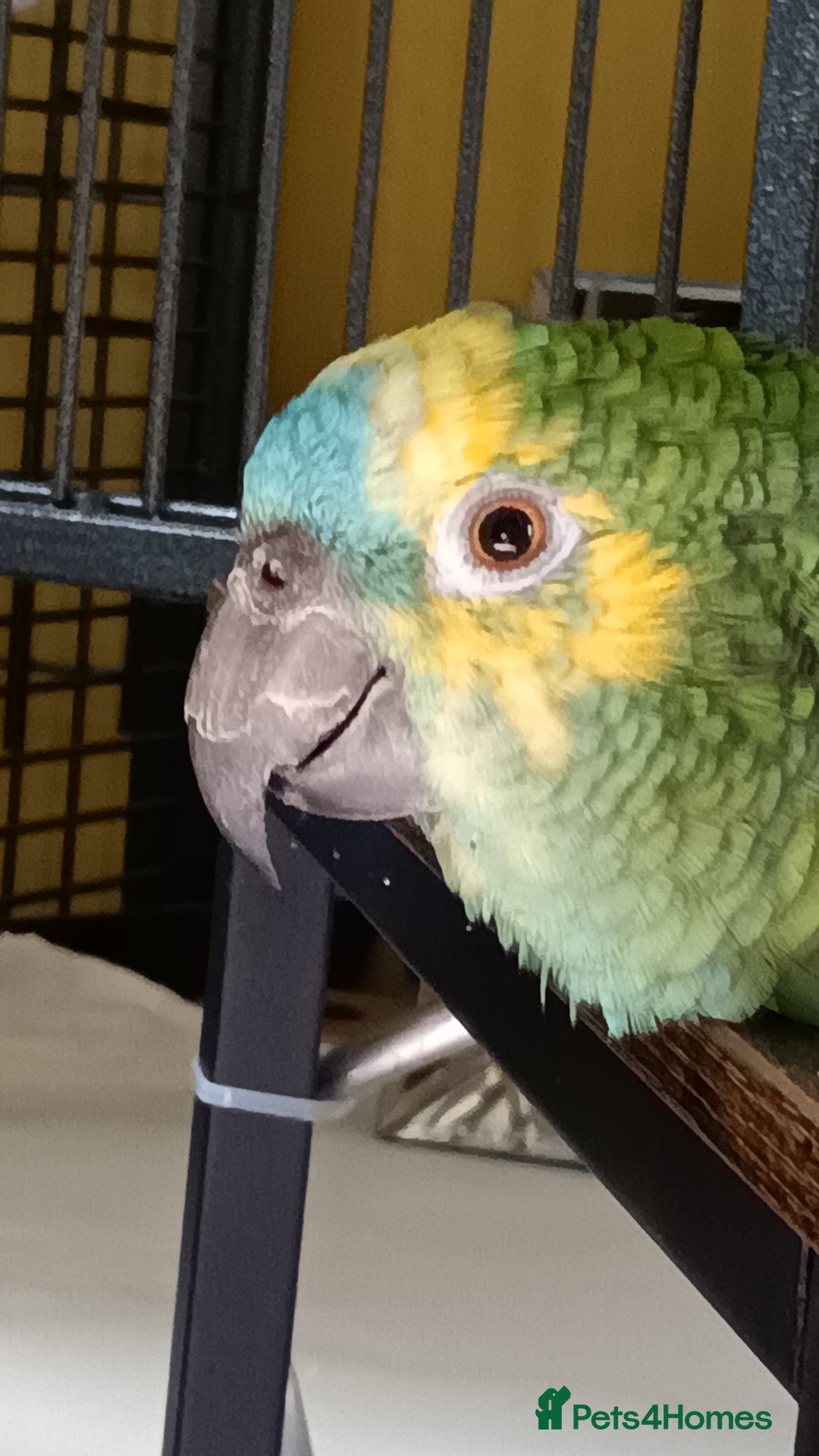 Parrots birds for sale: Jessie - Image 3