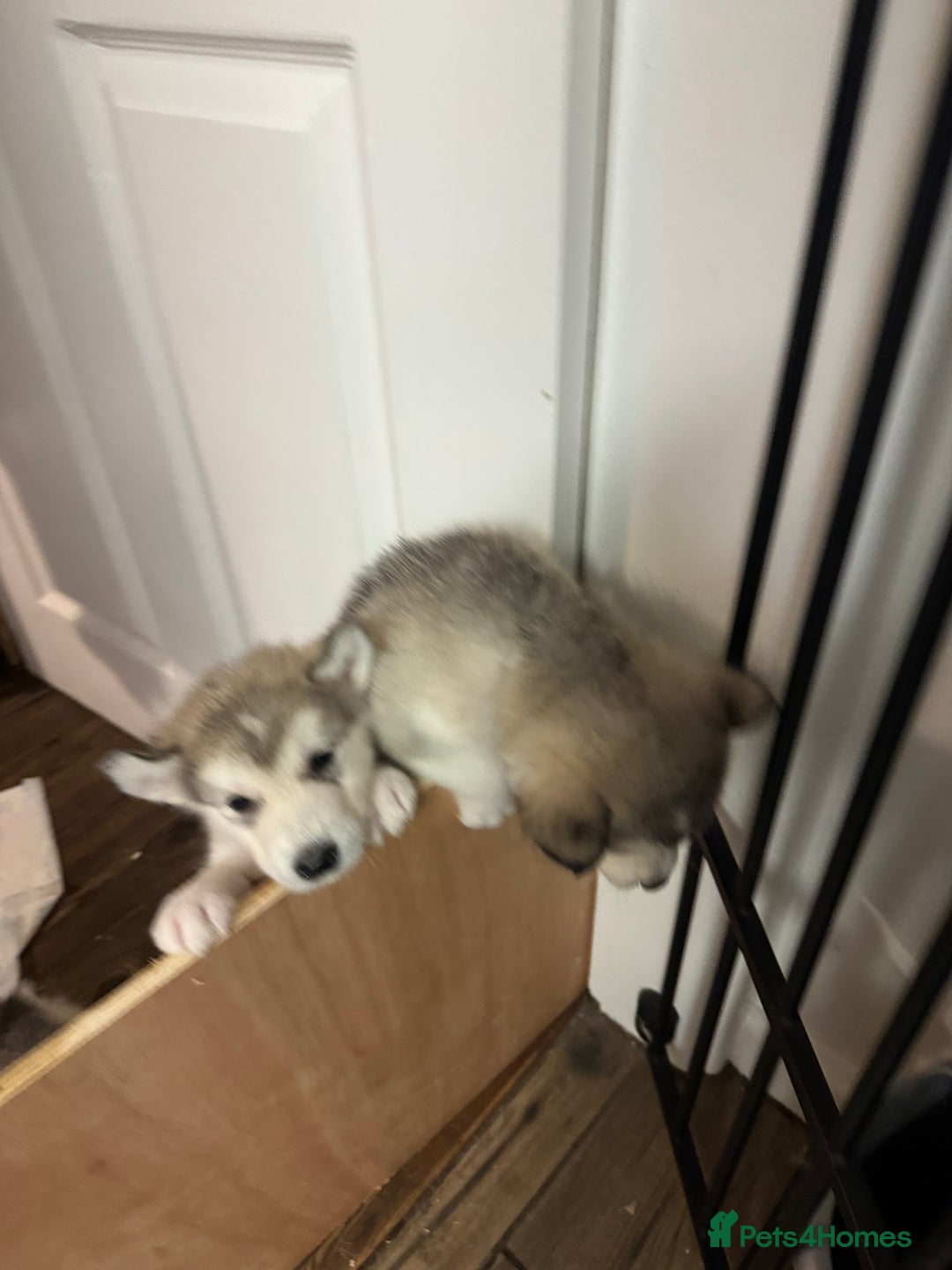 Alaskan Malamute dogs for sale: 3 left beautiful Alaskan malamute puppies  - Advert 4