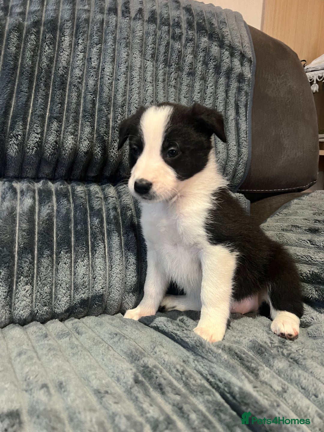 Border Collie dogs for sale: Sheep dog pupps for sale  - Advert 6