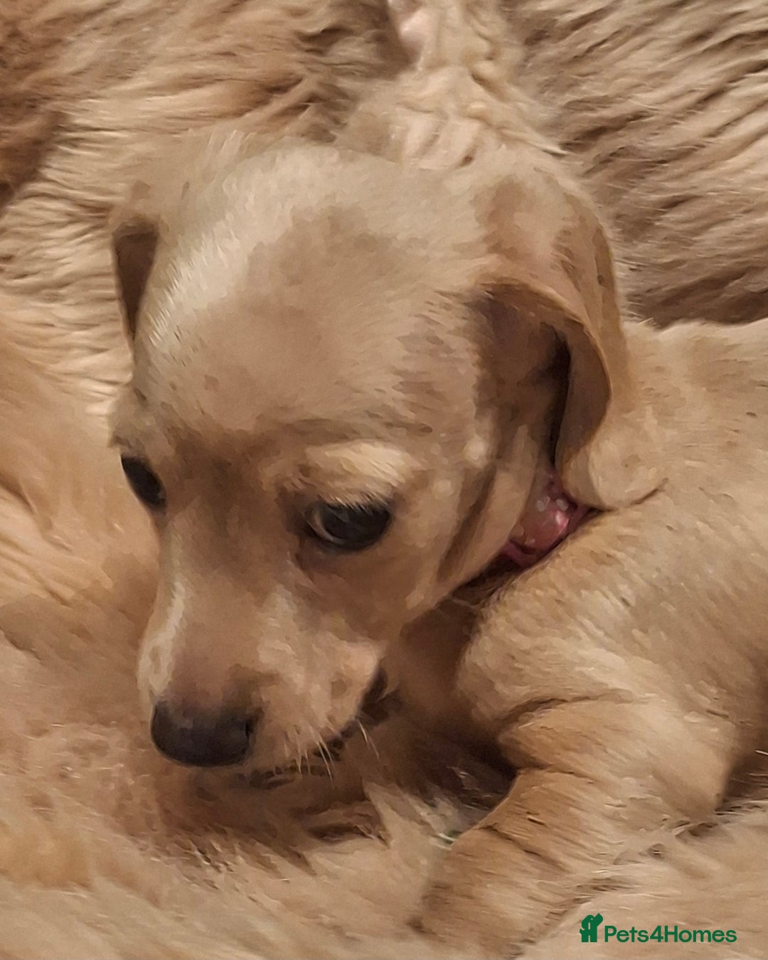 Miniature Dachshund dogs for sale: Gorgeous KC Registered Miniature Dachshund Puppies - Image 7