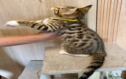 Mixed Breed cats for sale: All went to a good home 💕 thanks - Image 10