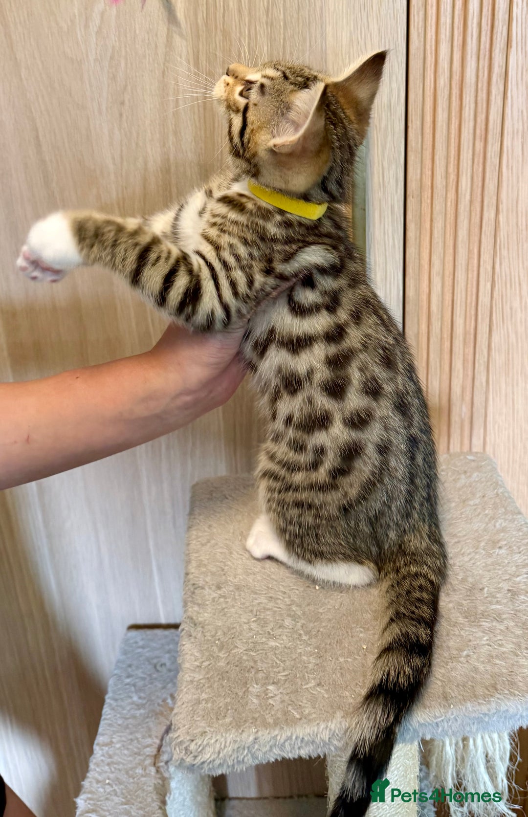 Mixed Breed cats for sale: All went to a good home 💕 thanks - Image 10