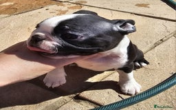 Boston Terrier dogs for sale: REDUCED!! Boston terriers DELIVERY!. - Image 6