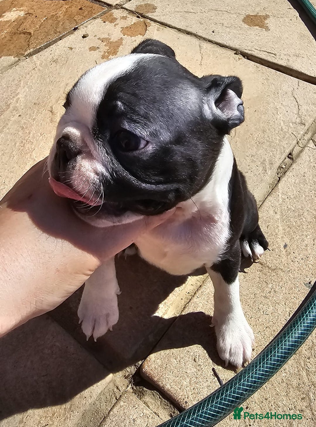 Boston Terrier dogs for sale: REDUCED!! Boston terriers DELIVERY!. - Image 6