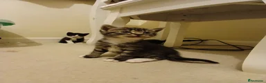 Mixed Breed Kitten 2