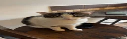 Mixed Breed cats for sale: Gorgeous kittens for sale  - Advert 2