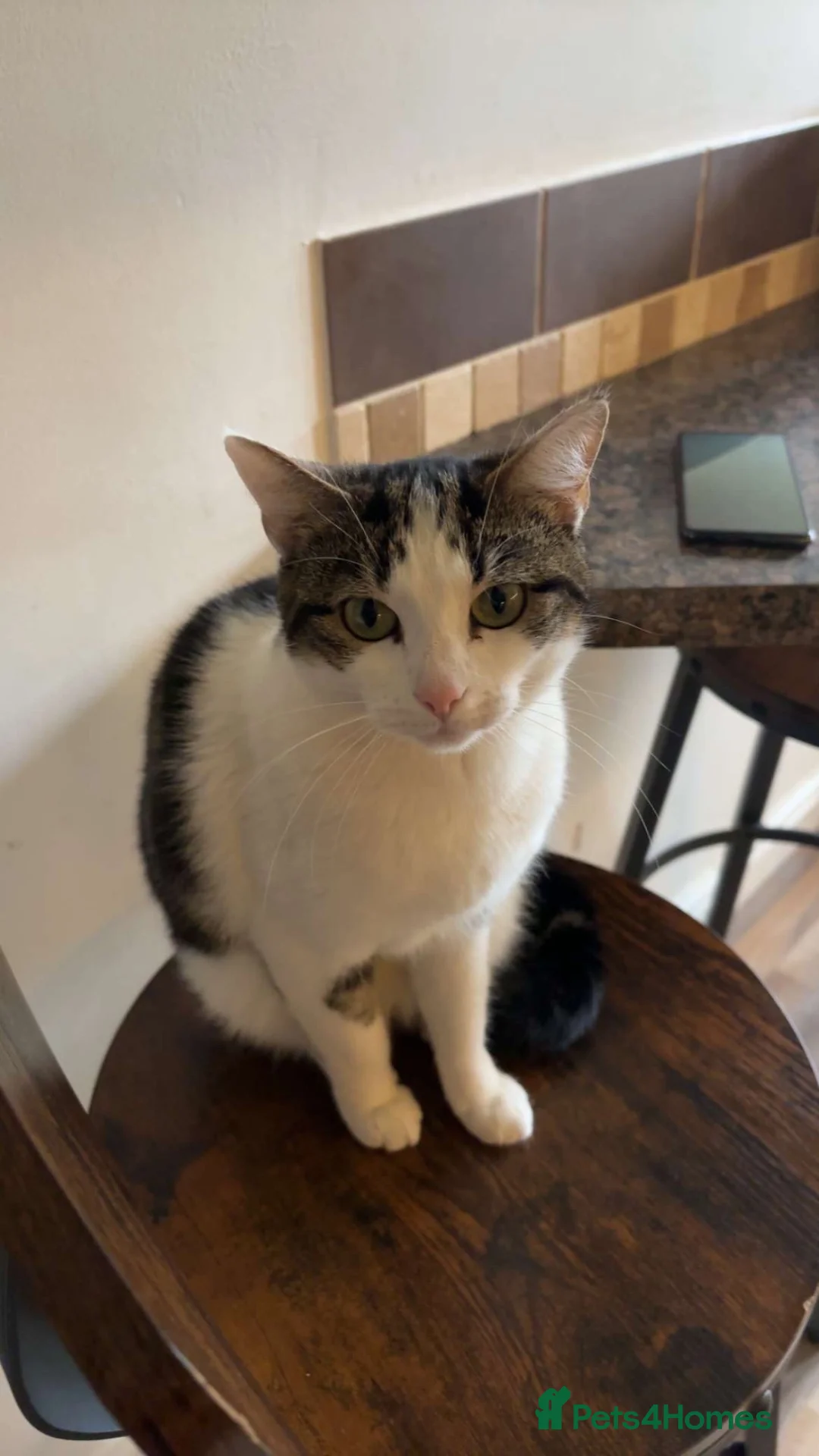 Mixed Breed cats for sale: Gorgeous kittens for sale  - Advert 2