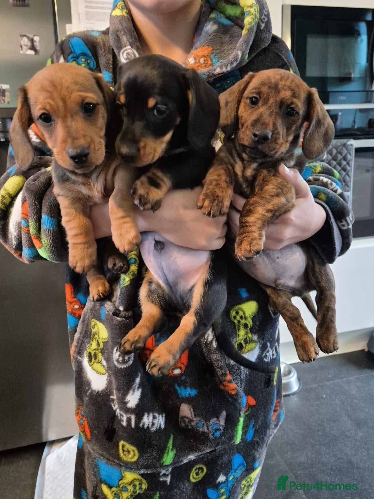 Miniature Dachshund dogs Miniature Dachshund puppies - Advert 2